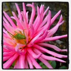 Close-up of pink flower