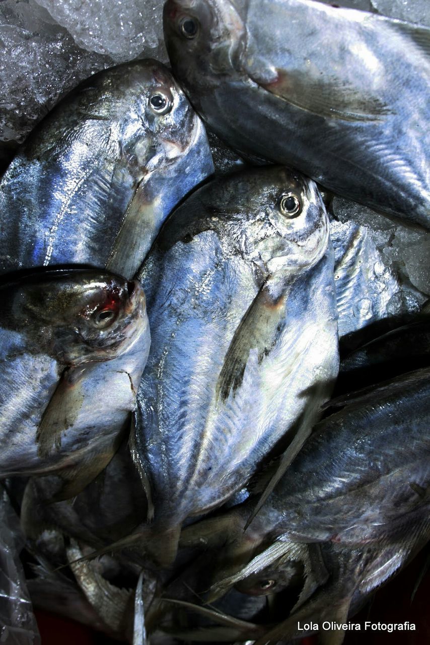 fish, animal themes, seafood, dead animal, full frame, abundance, healthy eating, close-up, for sale, food and drink, backgrounds, food, animals in the wild, wildlife, large group of objects, market, raw food, fish market, retail, high angle view