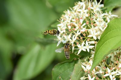 Close-up of bee pollinating on flower