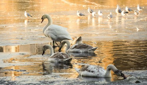 Swans swimming in lake