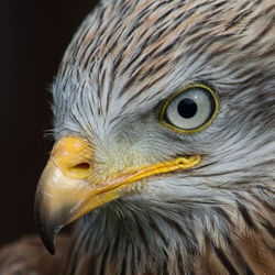 Close-up of owl