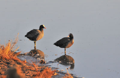 Ducks in lake