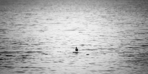 Silhouette man swimming in sea