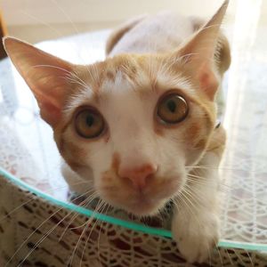 Close-up portrait of cat