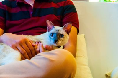 Close-up of hand holding cat on sofa