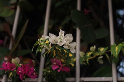 Close-up of flowers blooming outdoors