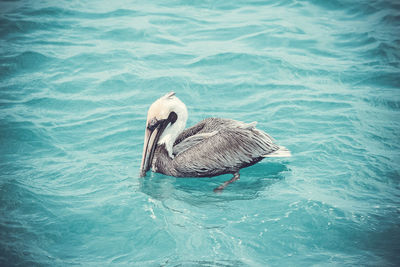 High angle view of swan swimming in sea