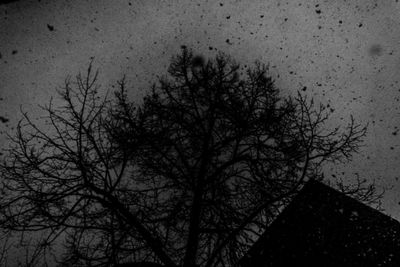 Bare trees in the dark