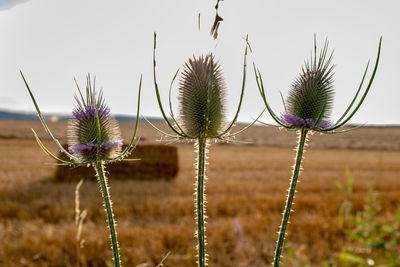Close-up of thistle on field against sky
