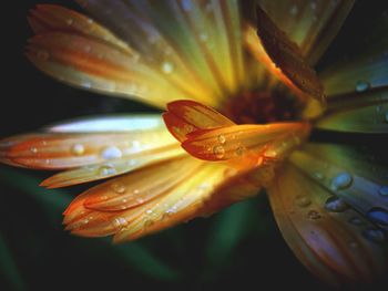 Close-up of wet flower