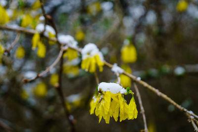 Close-up of yellow flowering plant