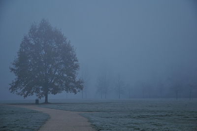 tree