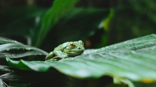 Close-up of frog on leaf