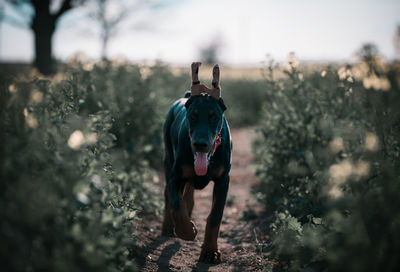 View of a dog on field