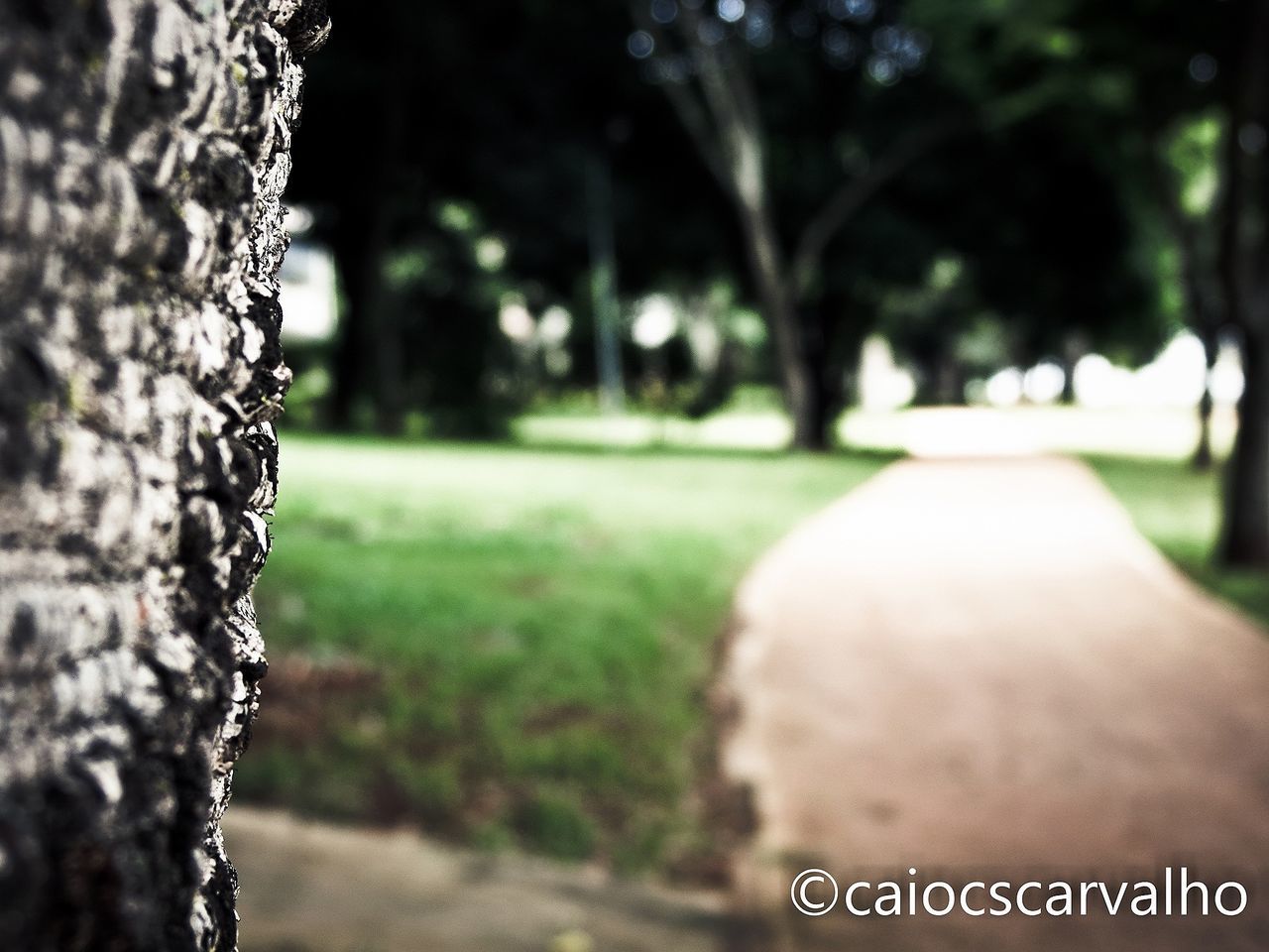 tree, focus on foreground, selective focus, close-up, text, tree trunk, nature, outdoors, day, tranquility, park - man made space, communication, western script, growth, no people, forest, the way forward, road, street, surface level