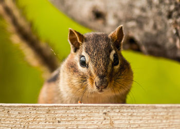 Close-up portrait of chipmunk on railing