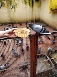 View of birds perching