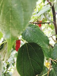 Close-up of strawberry plant