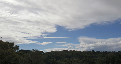 Low angle view of trees against sky