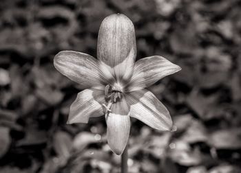 Close-up of flower