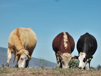 Cows on field against clear sky