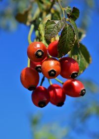 Close-up of red berries growing on tree