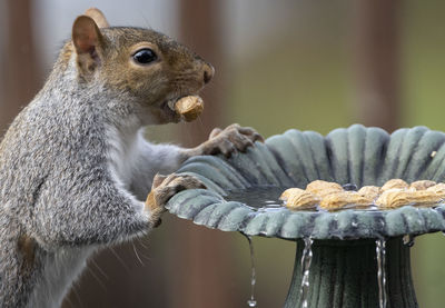 Close-up of squirrel eating food