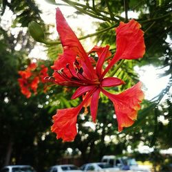 Close-up of red flowers