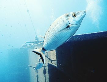 Close-up of fish swimming in sea