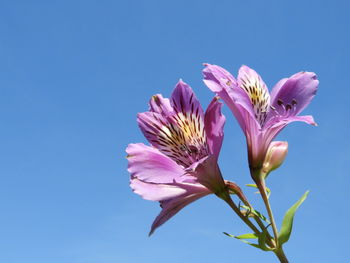 Close-up of pink flowering plant against blue sky