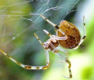 Close-up of spider on web