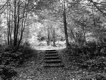 Trees on footpath