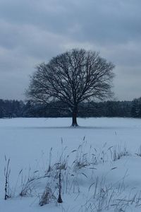 Bare tree on snow covered landscape