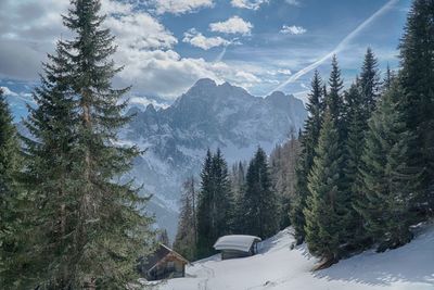 Pine trees on snowcapped mountains against sky