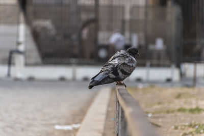 Bird perching on wood