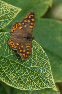 Close-up of butterfly on leaf