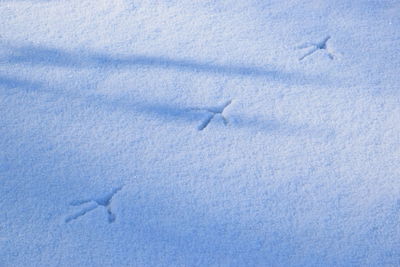 High angle view of bird in snow