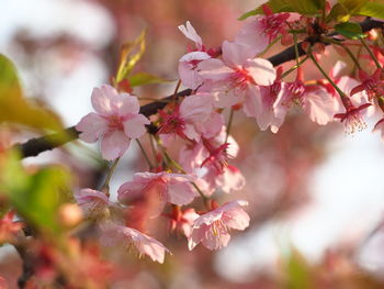 Close-up of pink cherry blossoms in spring