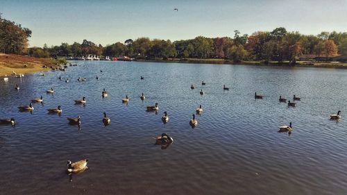 Swans swimming in lake against sky