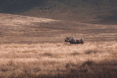 View of a black rhino roaming on the plains of the ngorongoro crater