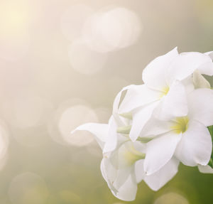 Close-up of white flowering plant