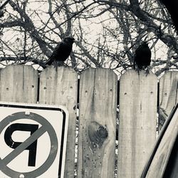 Low angle view of bird perching on tree