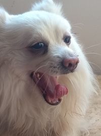 Close-up portrait of a dog