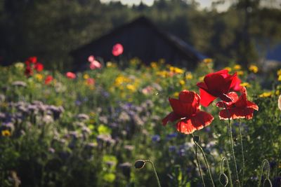 Close-up of red flowering plants on field