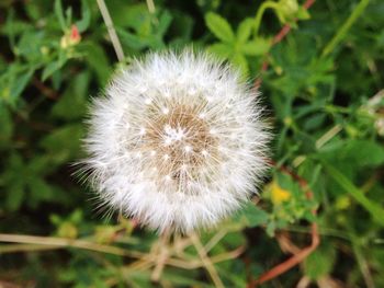 Close-up of dandelion