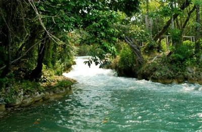 River flowing through forest