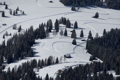 High angle view of snow covered land and trees