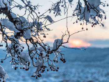 Frozen plant against sky during winter