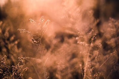 Close-up of dry plant on field