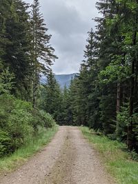 Empty road along trees in forest
